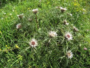 Blütenköpfe im Sommer 2010