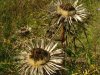 Silberdistel Carlina acaulis