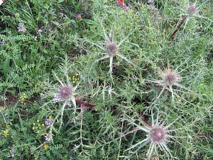 Blütenköpfe 2009