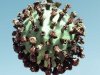 Corona-Virus
