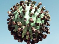 Virus