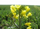 ... und so zeigen sich bereits am 1. April gelbe Rapsblüten...