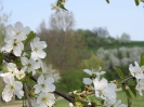 Blütenrausch am Staudamm