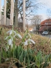 Fruehling am Buergerhaus