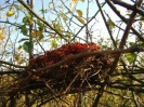 Herbst