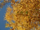 Gelb, Orange und Goldbraun