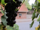 Weintrauben am Museum