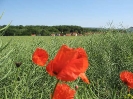 Mohn an der Landstraße