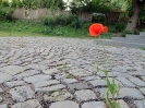 Mohn im Pflaster