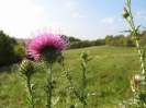 Stachlige Distel - 07.10.2007