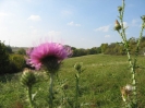 Stachlige Distel - 07.10.2007
