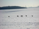 Rehe im Langen Tal