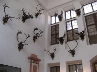 Jagdtrophäen