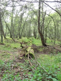 Loch Imrich