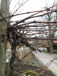 Weinschnitt im Frühjahr 2024