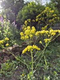 Waid-Neuaussaat 2025