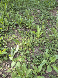 Waid-Neuaussaat 2025