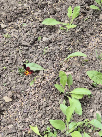 Waid-Neuaussaat 2025