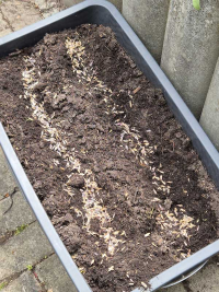 Waid-Neuaussaat 2025