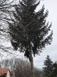 Weihnachtsbaumsetzen 2025