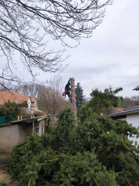 Weihnachtsbaumsetzen 2025