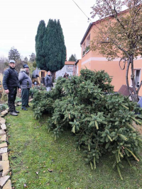 Weihnachtsbaumsetzen 2025