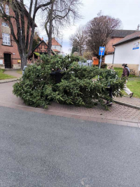Weihnachtsbaumsetzen 2025