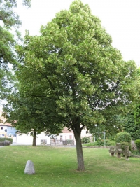 Wiedervereinigungslinde