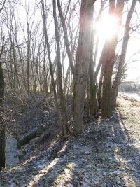 Bachbett am 22.1.2011