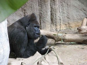 Gorilla mit Zahnstocher