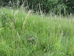 Bestand 2008 im Gras