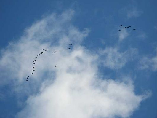 V-Formation am 14. Oktober