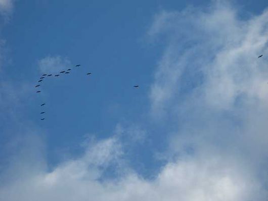 V-Formation am 14. Oktober