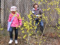Ostereiersuche zwischen Forsythie