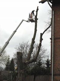 Die großen Äste fallen