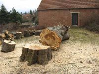 Auch der Stamm liegt