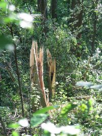Unwetterschäden in Hochstedt