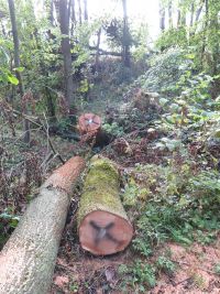 Beseitigung der Sturmschäden