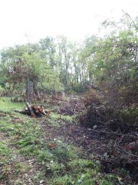 Beseitigung der Sturmschäden