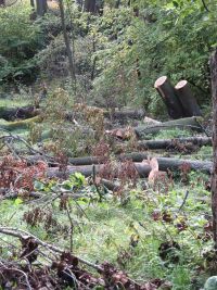 Beseitigung der Sturmschäden