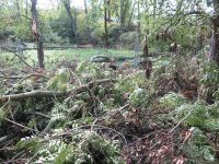 Beseitigung der Sturmschäden