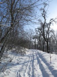 Winterspaziergang im Januar