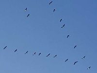 Kranichzug Herbst 2024