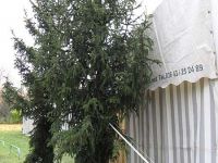 Fichten am Zelteingang