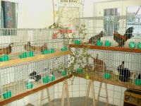 Kleintier- und Gartenausstellung