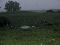 Wiederkäuer in der Dämmerung