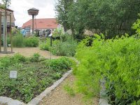 Im Garten des Verein hortus amabilis e.V.