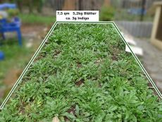 Farbausbeute vom gesamten Beet