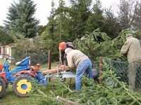 Bergung des Weihnachtsbaums