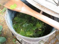 Gekochte Birkenblätter